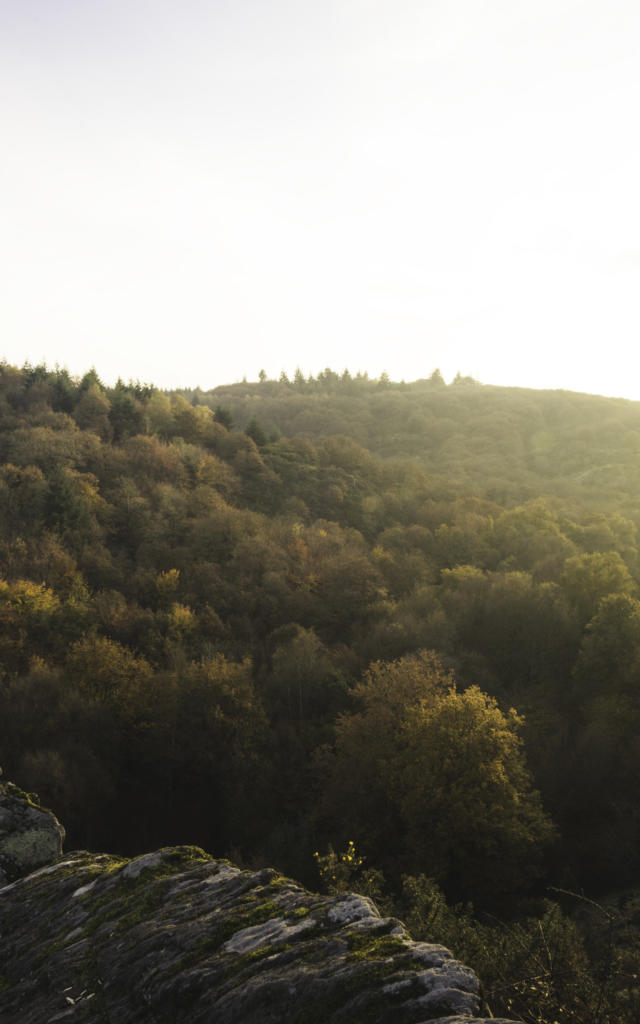 Foret de Brocéliande, automne-hiver