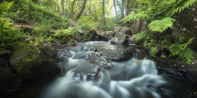 Ruisseau Brocéliande