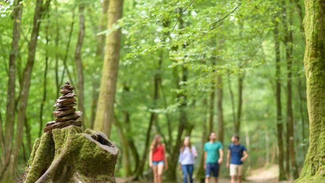 Balade contée en Forêt de Brocéliande