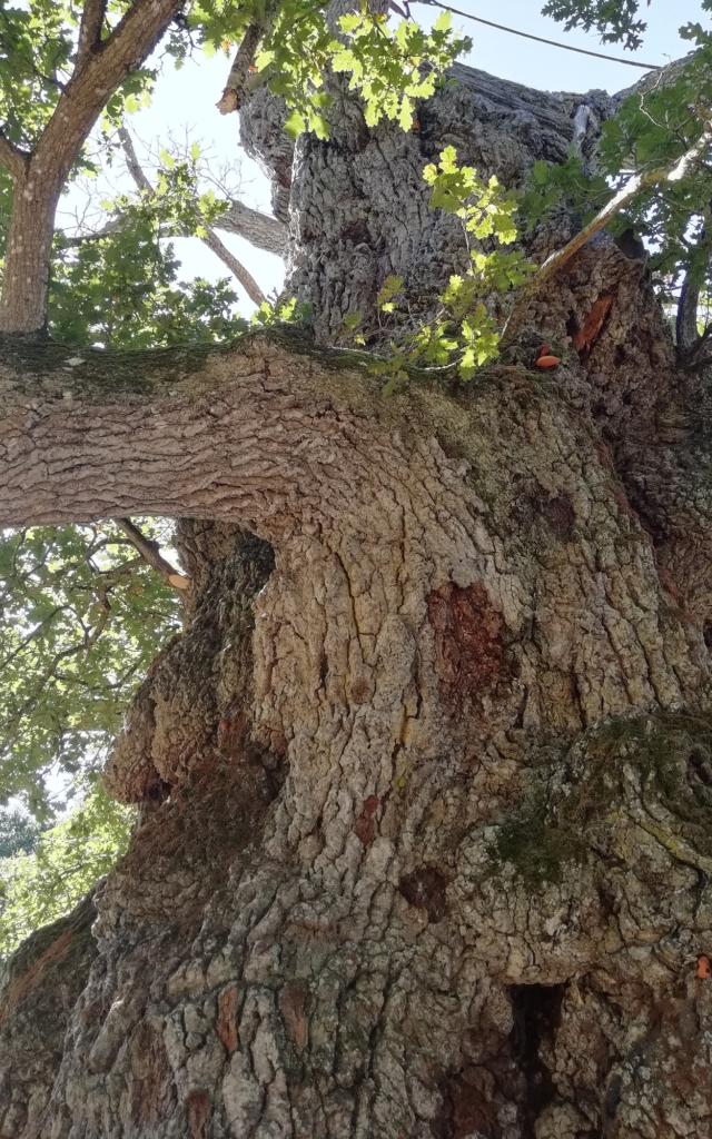 tausendjähriger Baum, Wald von Brocéliande, Concoret, Morbihan, Bretagne