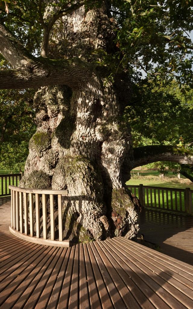 arbre remarquable, patriarche de la forêt de Brocéliande et chargée d'histoire et de légendes, Concoret, Morbihan (56), Bretagne