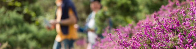 Sentier sonore - The Landes of Monteneuf (July 2016), heather