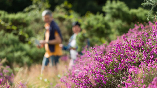 Sentier sonore - The Landes of Monteneuf (July 2016), heather