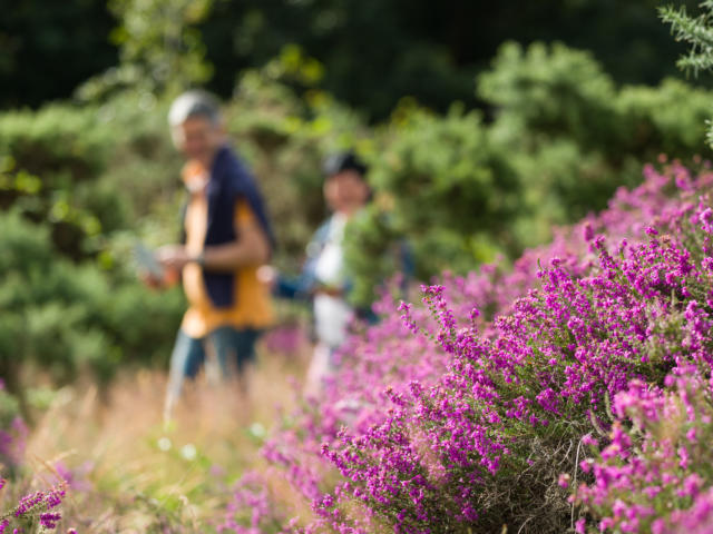 Sentier sonore - The Landes of Monteneuf (July 2016), heather