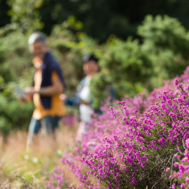 Sentier sonore - The Landes of Monteneuf (July 2016), heather