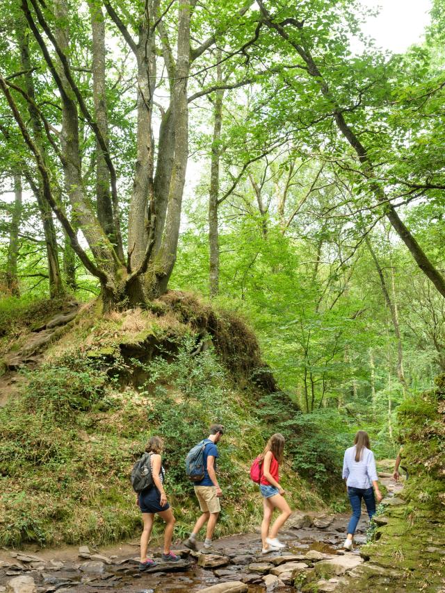 Passeggiata nella foresta di Brocéliande