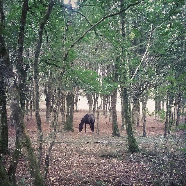 Vallée de l'Aff