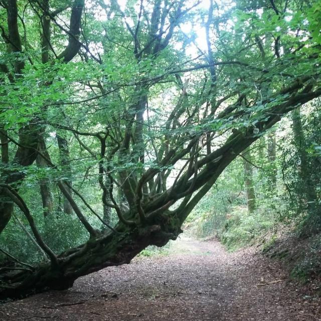 Vallée de l'Aff