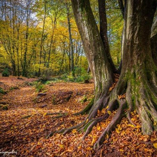 Instagram #broceliande