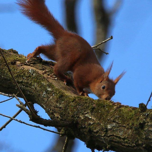 Instagram #broceliande