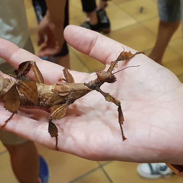 Insectarium de Lizio