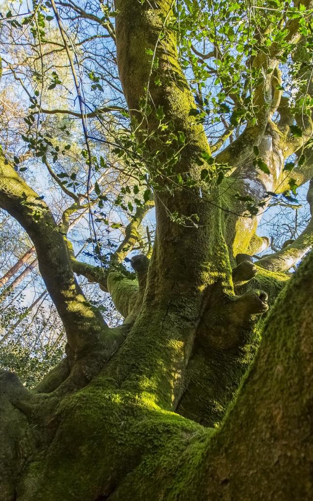 Baum von Brocéliande