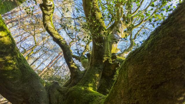 Baum von Brocéliande