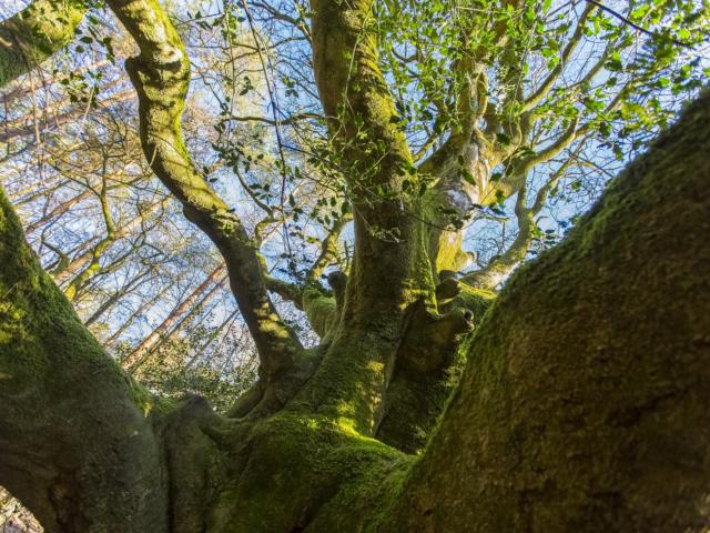 Baum von Brocéliande