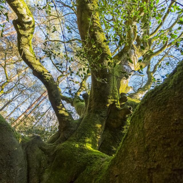 árbol brocéliande