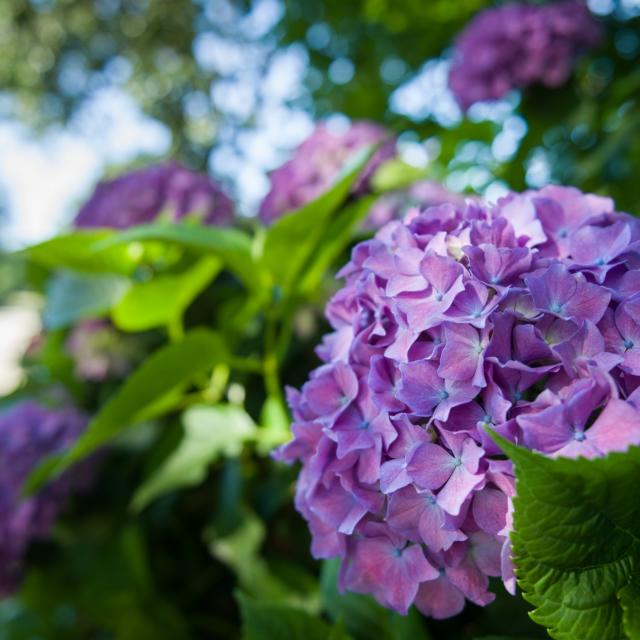 collection d'hortensias pour un circuit unique en France au bord du lac au Duc à Ploërmel