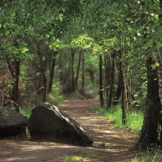 Waldweg im Wald von Brocéliande