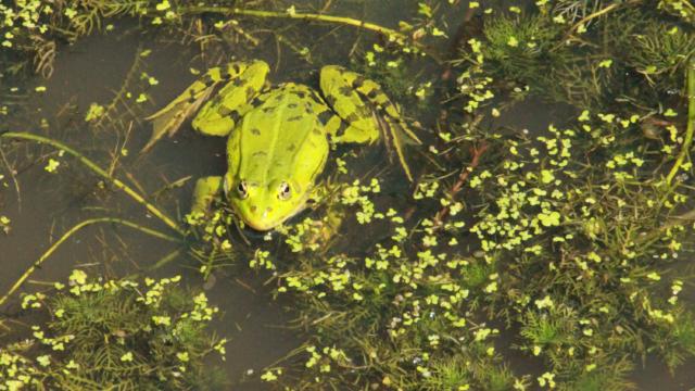 Etang De La Cane - Montfort