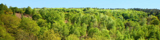 Forêt de Brocéliande