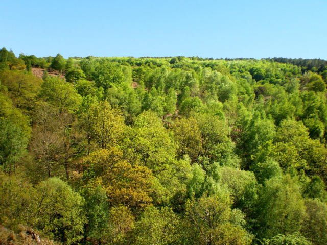 Foresta di Brocéliande