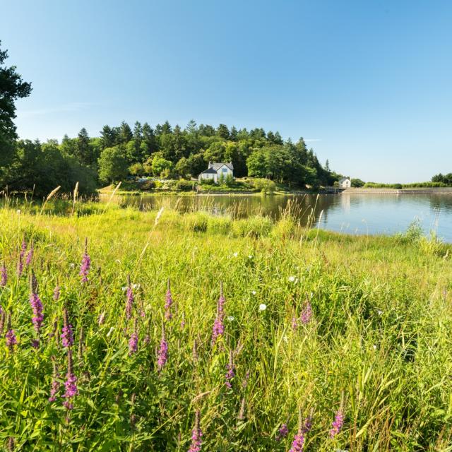 weelderige flora aan de oevers van het Lac au Duc in Ploërmel