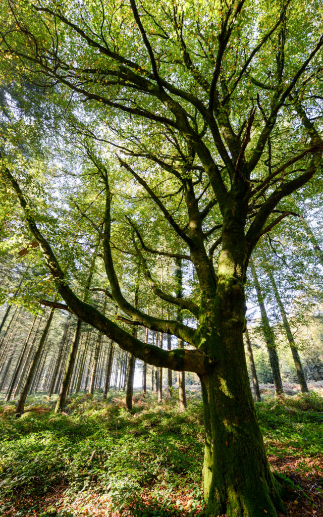 Arbre en forêt de Brocéliande