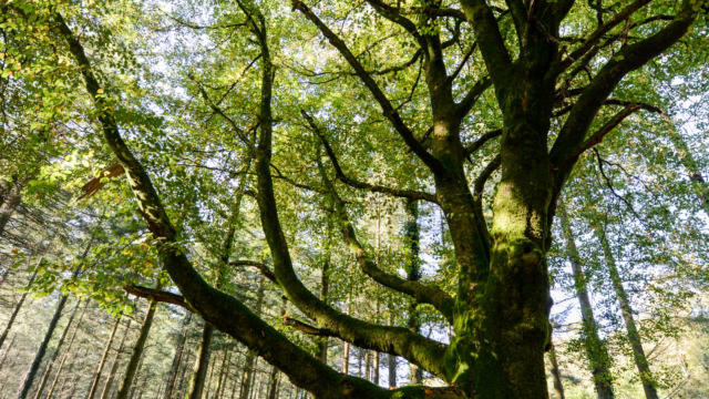 Arbre en forêt de Brocéliande