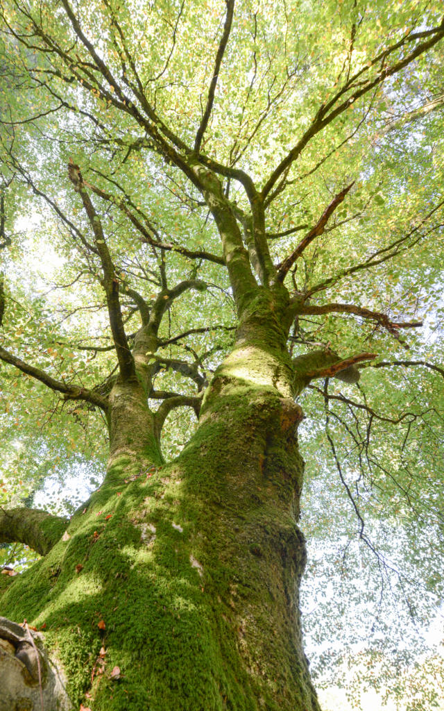 Arbre en forêt de Brocéliande