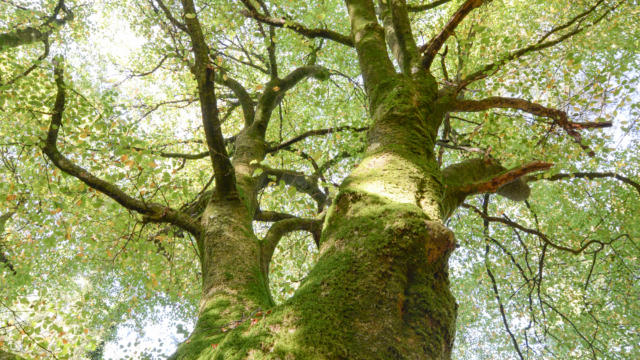 Arbre en forêt de Brocéliande