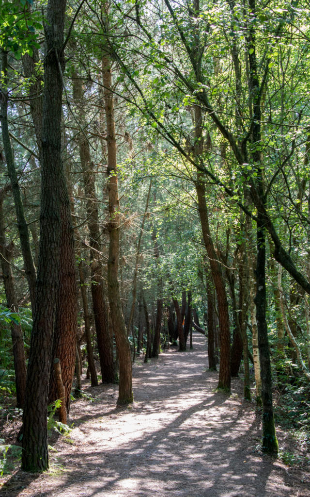 Arbre en forêt de Brocéliande