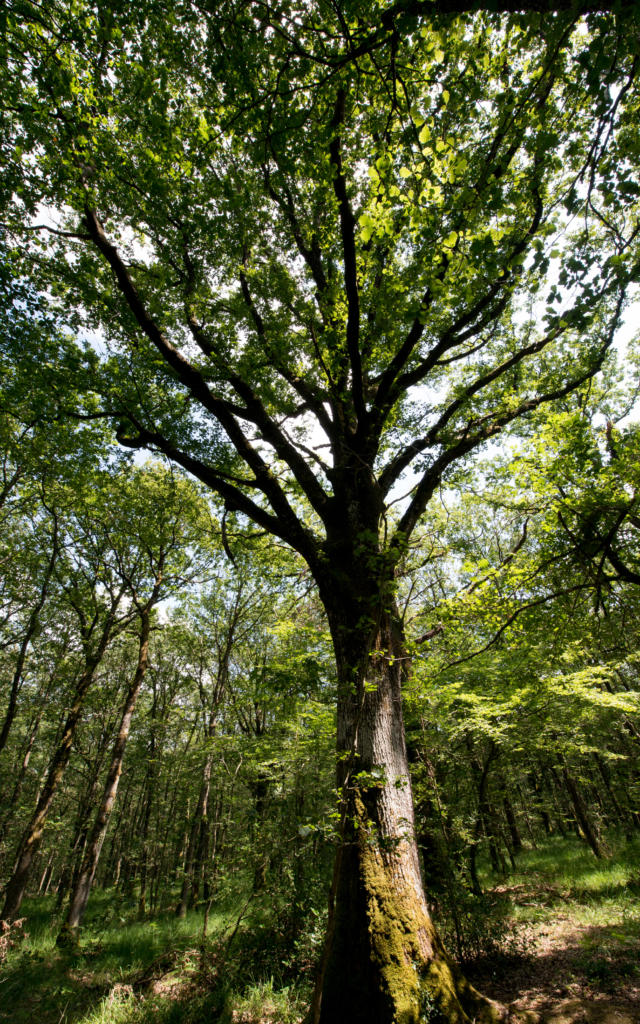 Arbre en forêt de Brocéliande