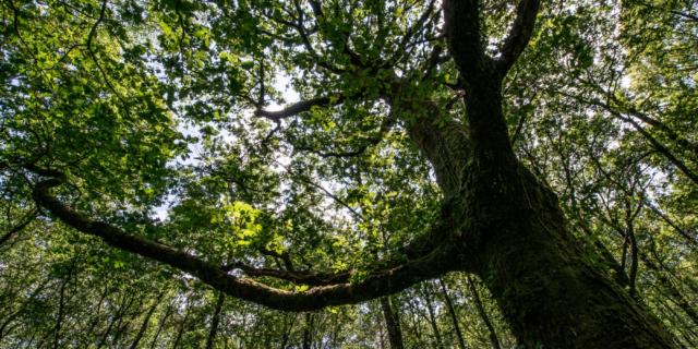 Arbre en forêt de Brocéliande