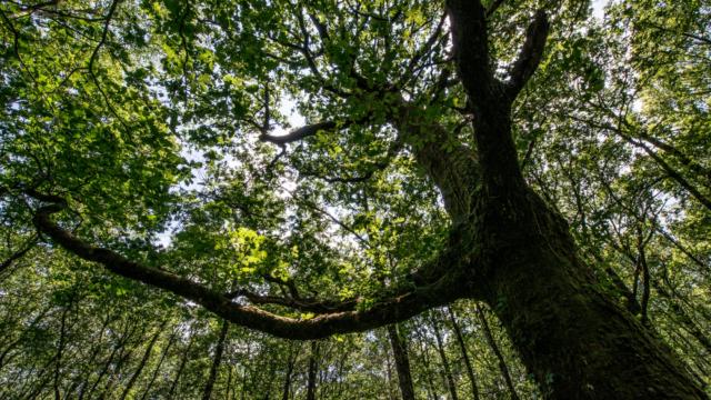 Arbre en forêt de Brocéliande