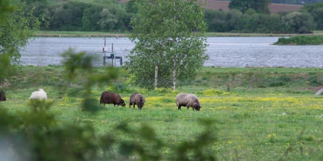 Ornithologisch reservaat Careil - schapen grazen aan de rand van Careil