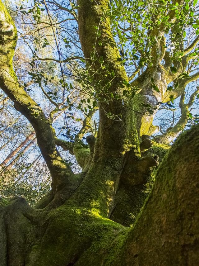 arbre de brocéliande