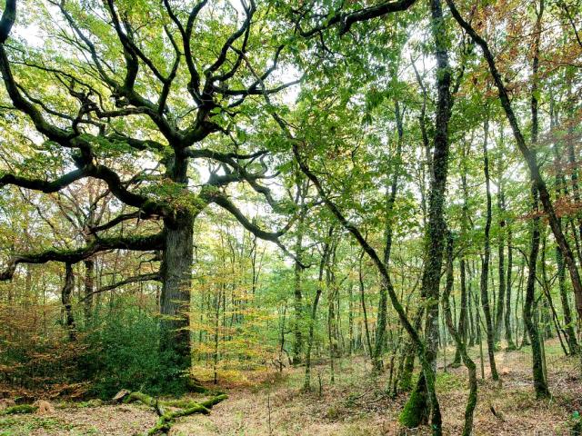 Querce di Hindrés, foresta di Paimpont