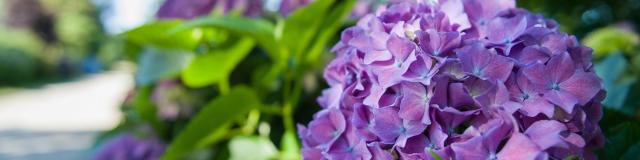 collection d'hortensias pour un circuit unique en France au bord du lac au Duc à Ploërmel