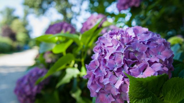 collection d'hortensias pour un circuit unique en France au bord du lac au Duc à Ploërmel