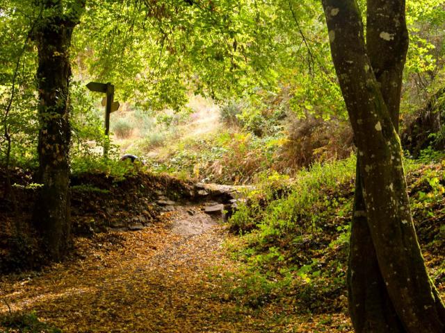 Forêt Brocéliande automne, Val sans retour