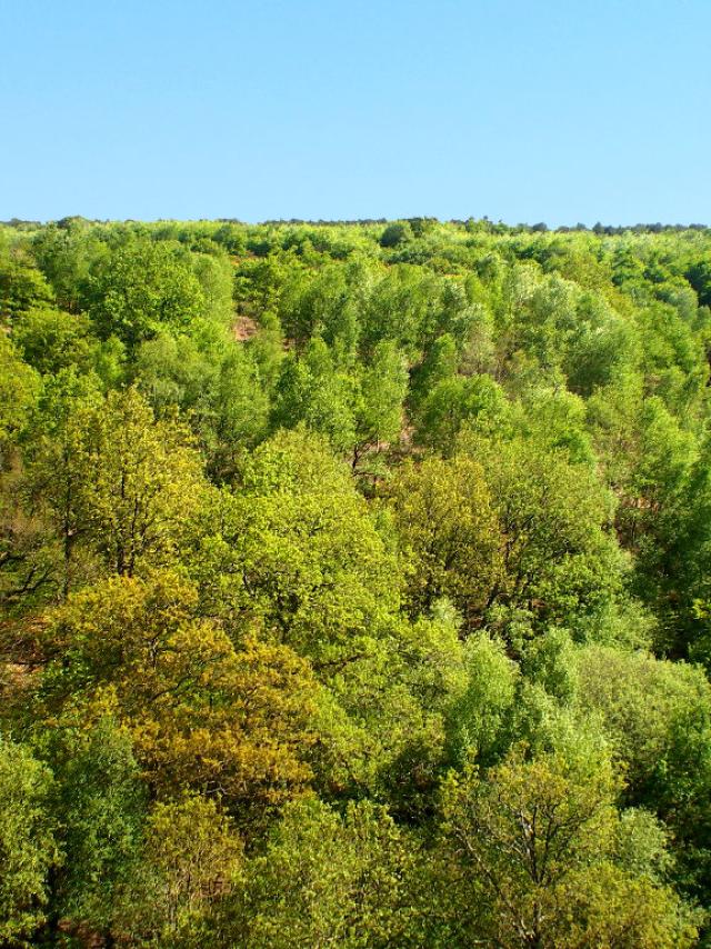 Forêt de Brocéliande