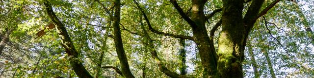 Albero nella foresta di Brocéliande