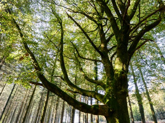 Albero nella foresta di Brocéliande