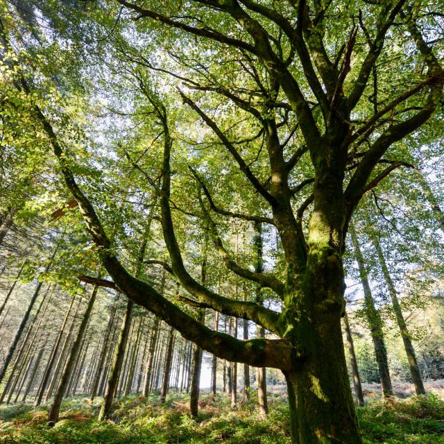 Albero nella foresta di Brocéliande