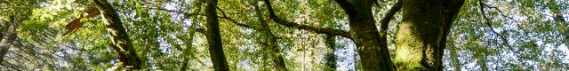 Albero nella foresta di Brocéliande