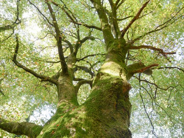 Albero nella foresta di Brocéliande