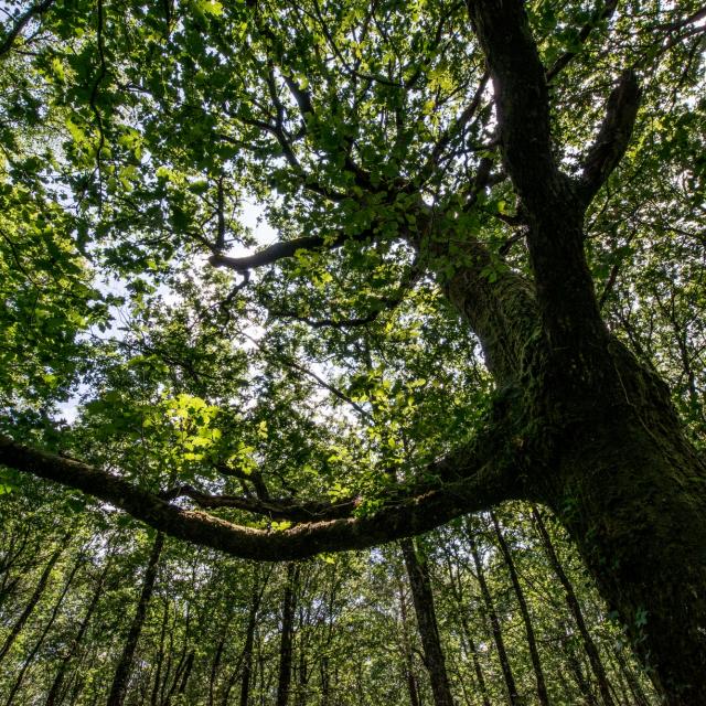 Arbre en forêt de Brocéliande