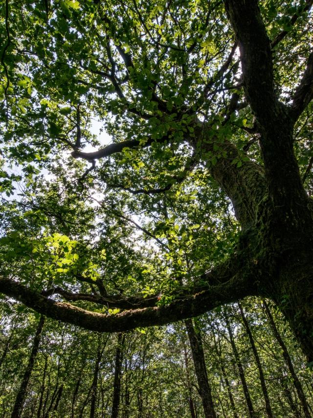 Arbre en forêt de Brocéliande