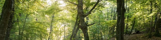 Spaziergang durch das Tal ohne Wiederkehr und Entdeckung des Waldes von Brocéliande