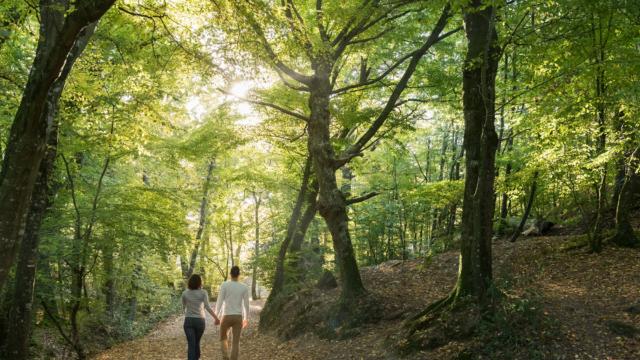 Spaziergang durch das Tal ohne Wiederkehr und Entdeckung des Waldes von Brocéliande