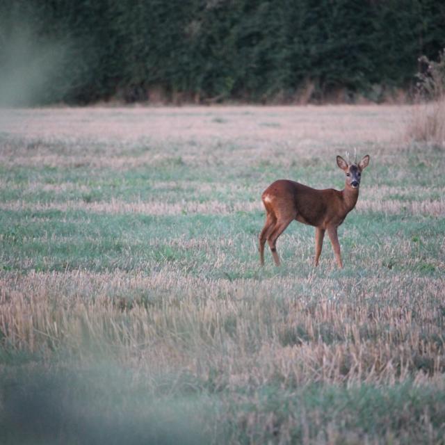 Faune sauvage au Vallon De La Chambre Au Loup